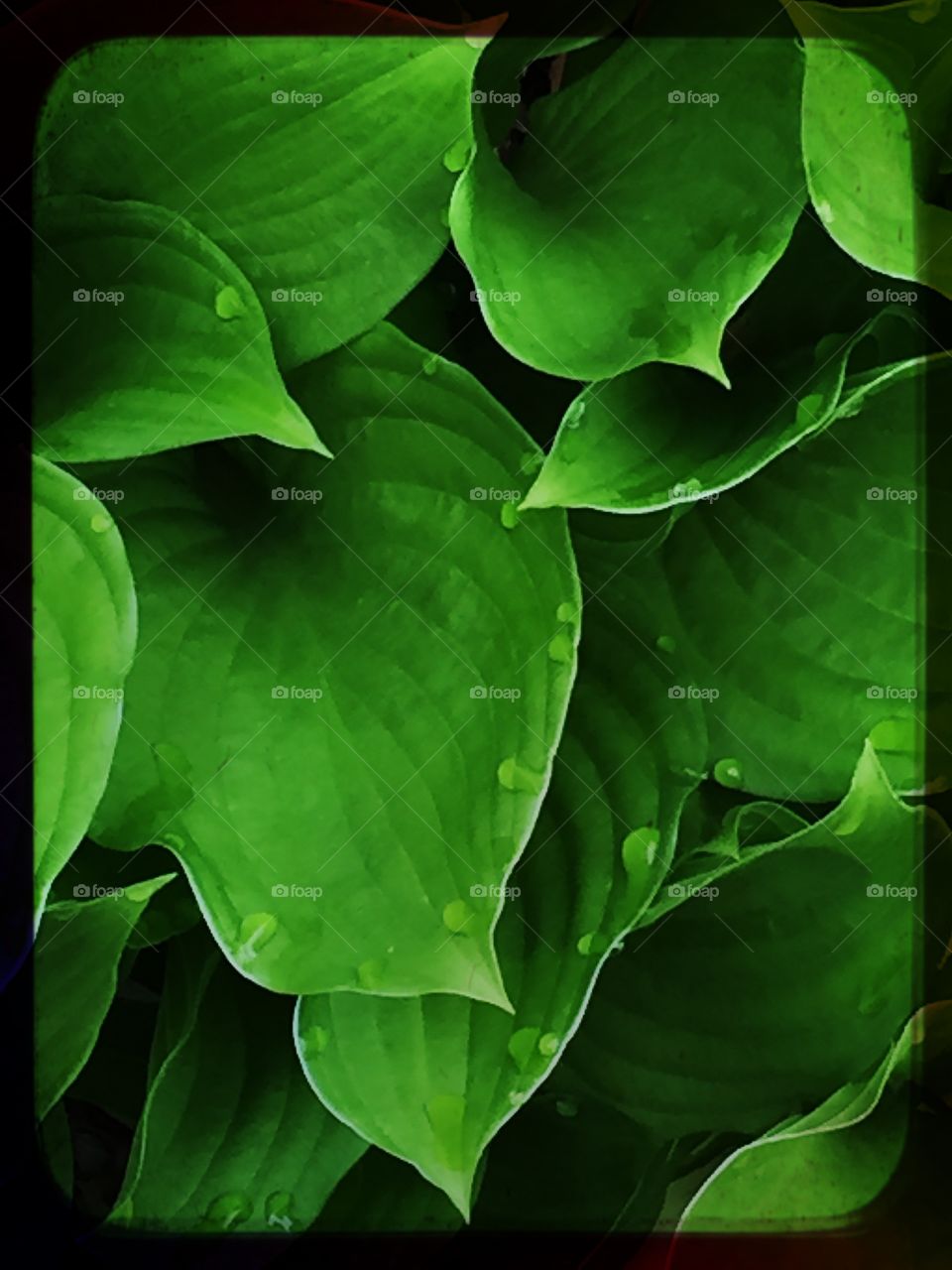Hosta