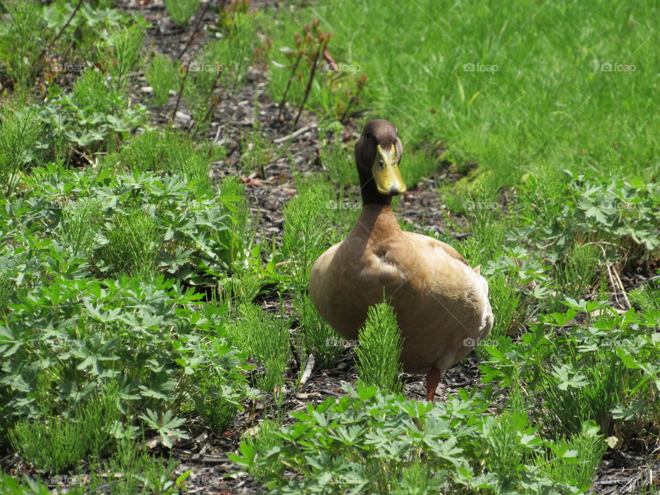 Duck waddling through the grass looking for food. 