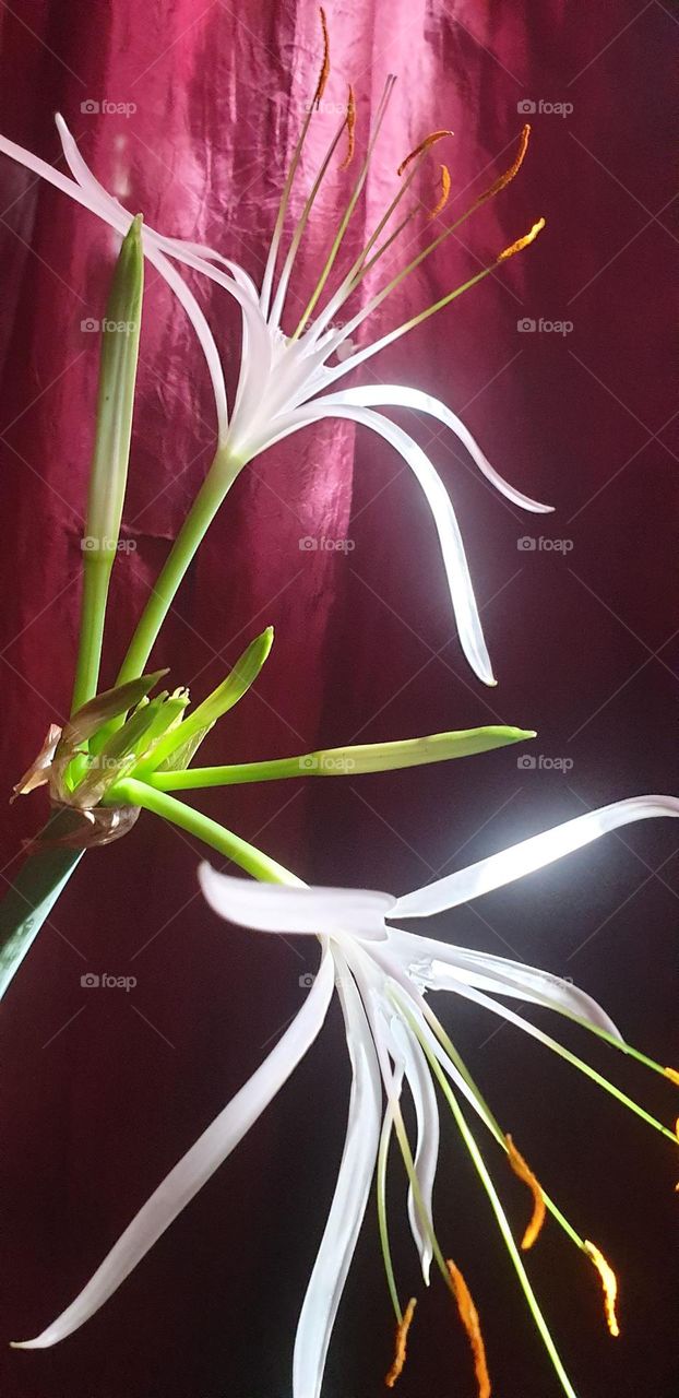 beautiful white lily plant, soft and delicate