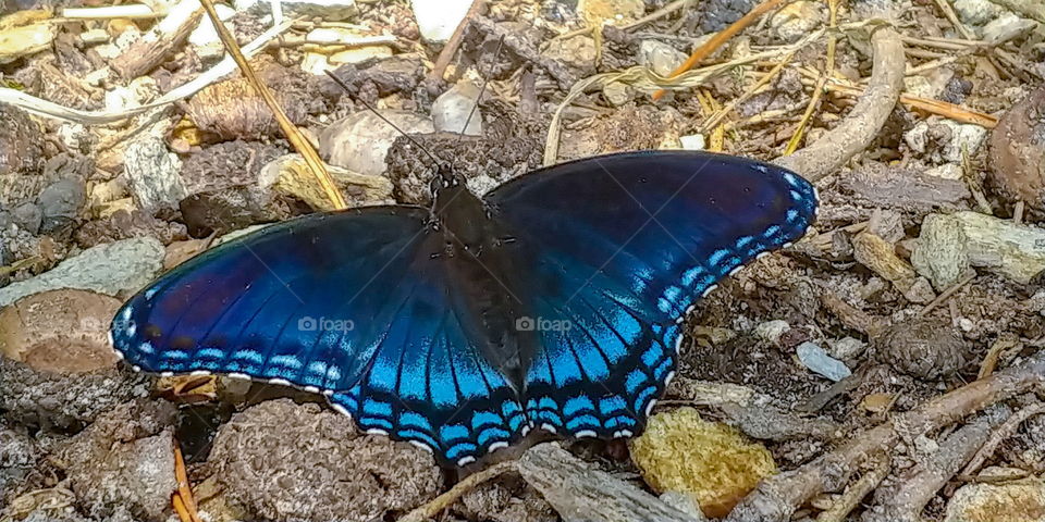 Blue Butterfly resting on ground. wings spread.
