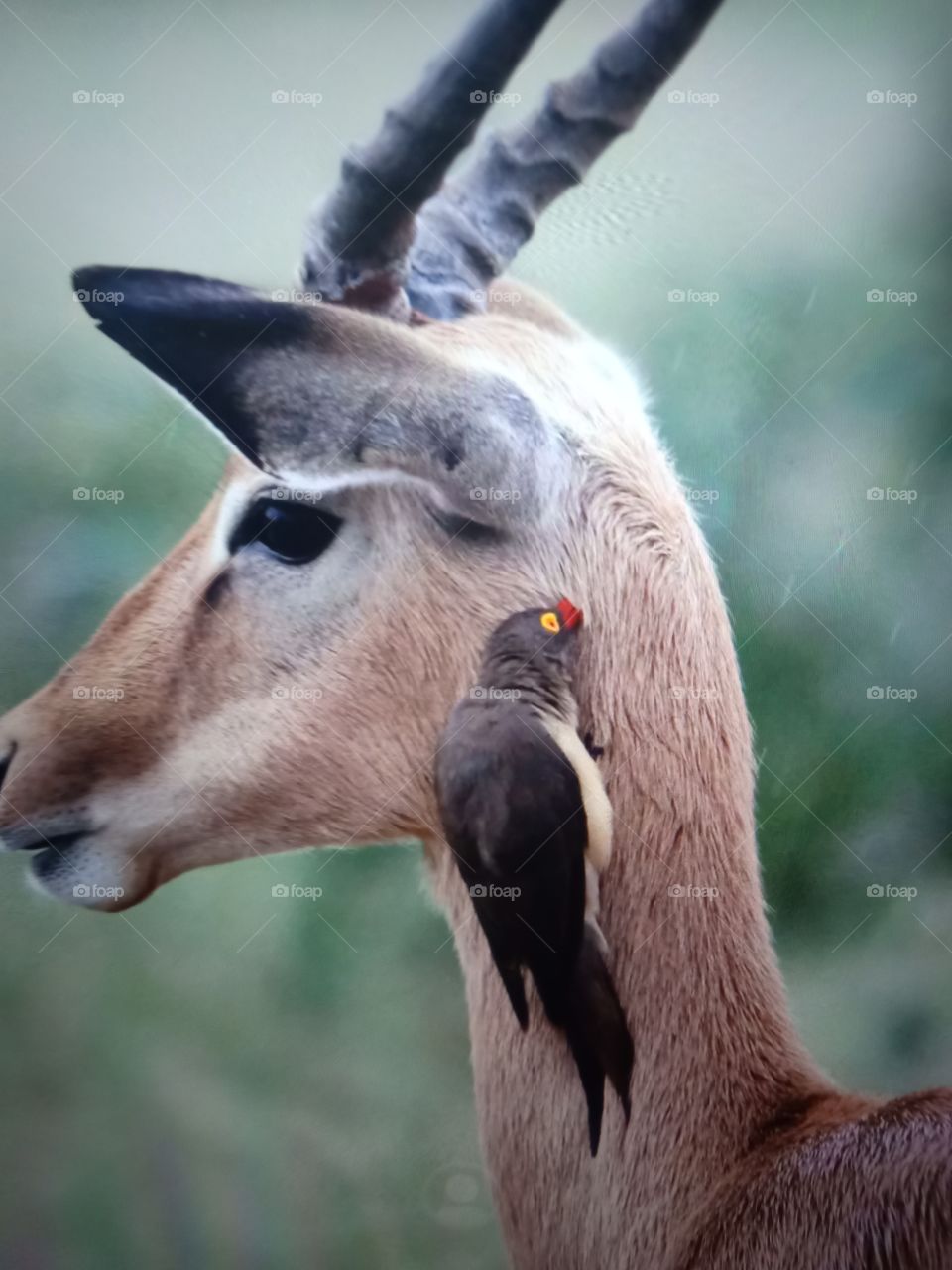 Antelope Horn