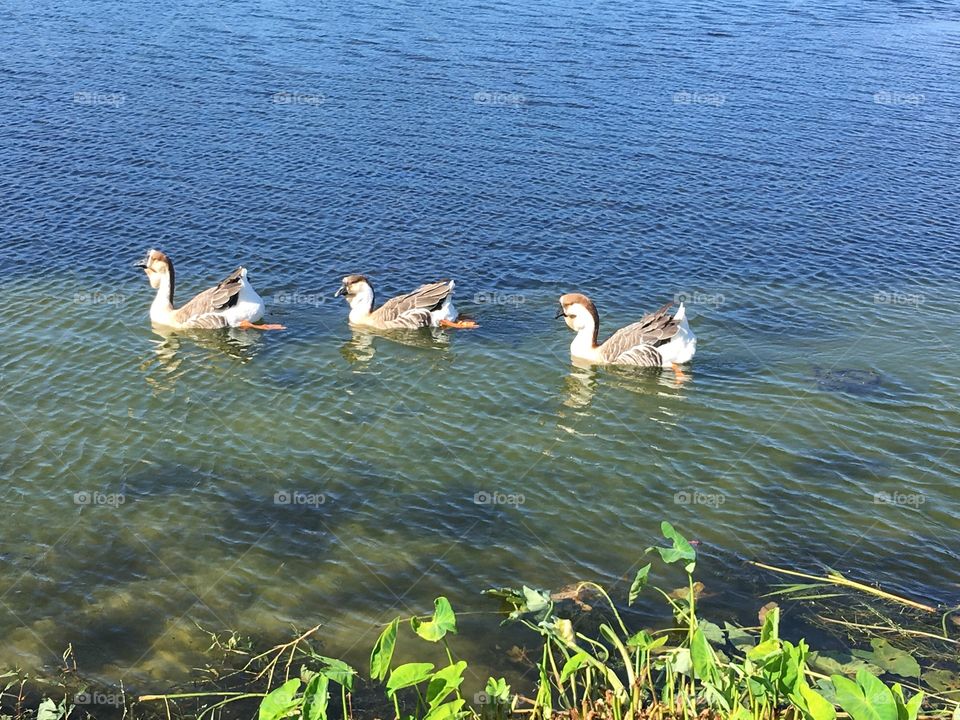 Ducks in a row