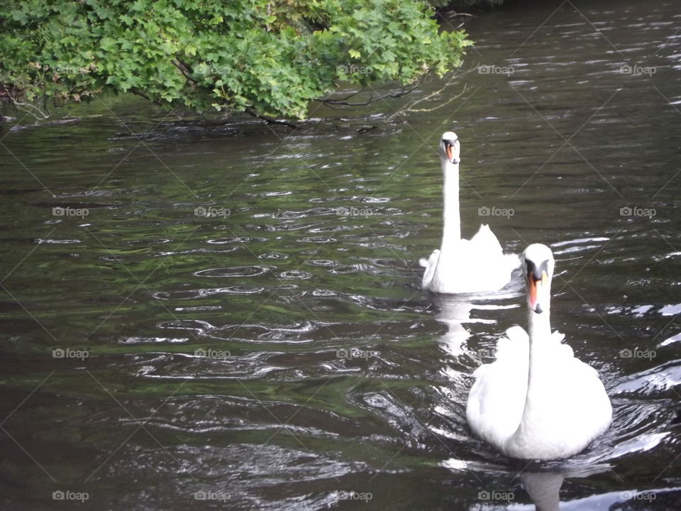 Two Swans Swimming