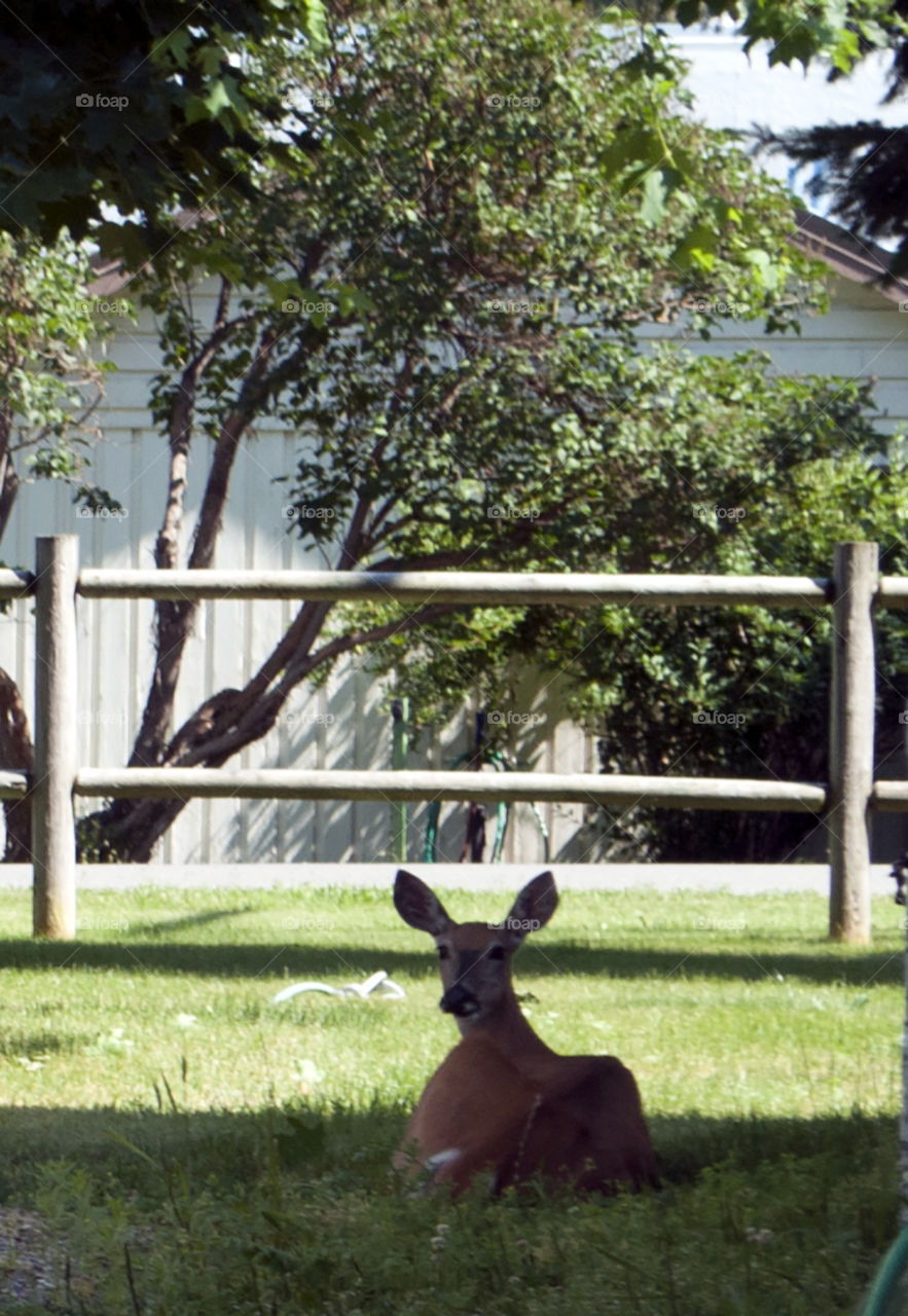 the deer in Thompson Falls Montana are very comfortable being in and around people's yards.