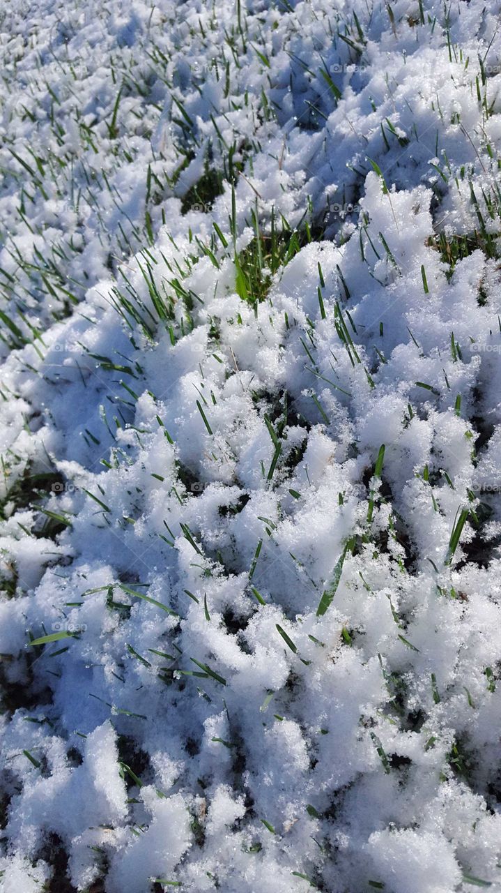 Snow on fresh spring grass has an interesting texture as the morning sun begins to melt it.