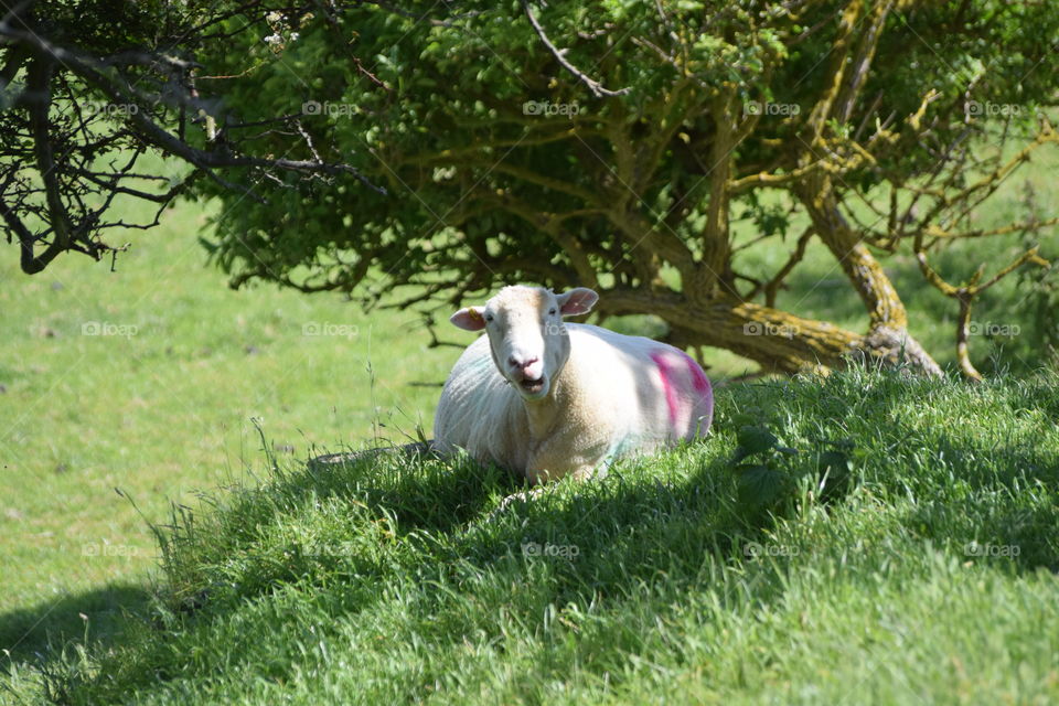 Sheep sat under tree sheltering from sun
