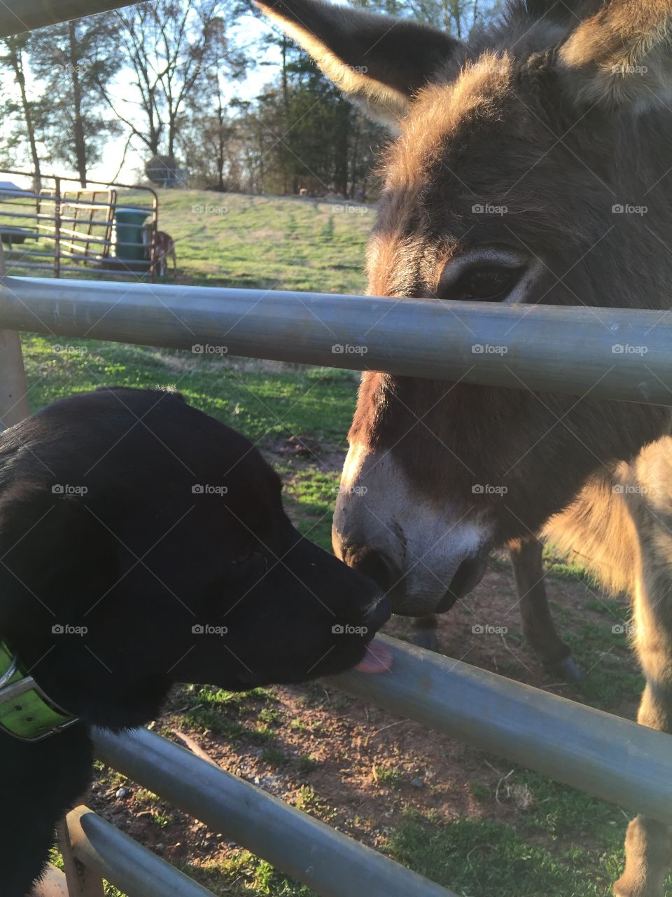 Dog kisses donkey
