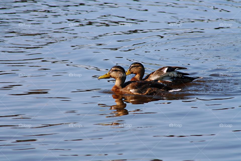 Ducks