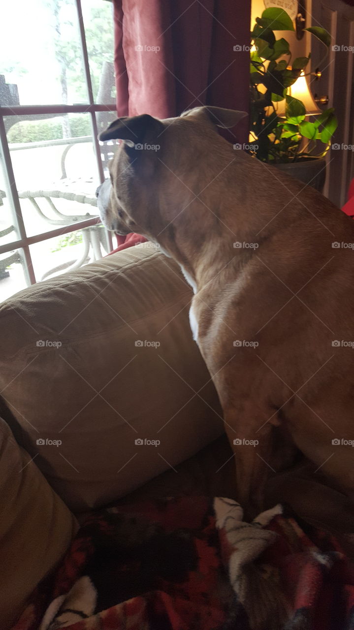 dog looking out window