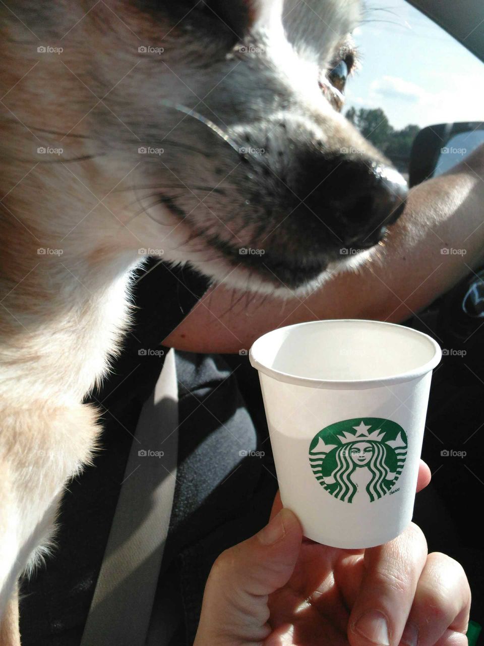Starbucks Pup Cup!!