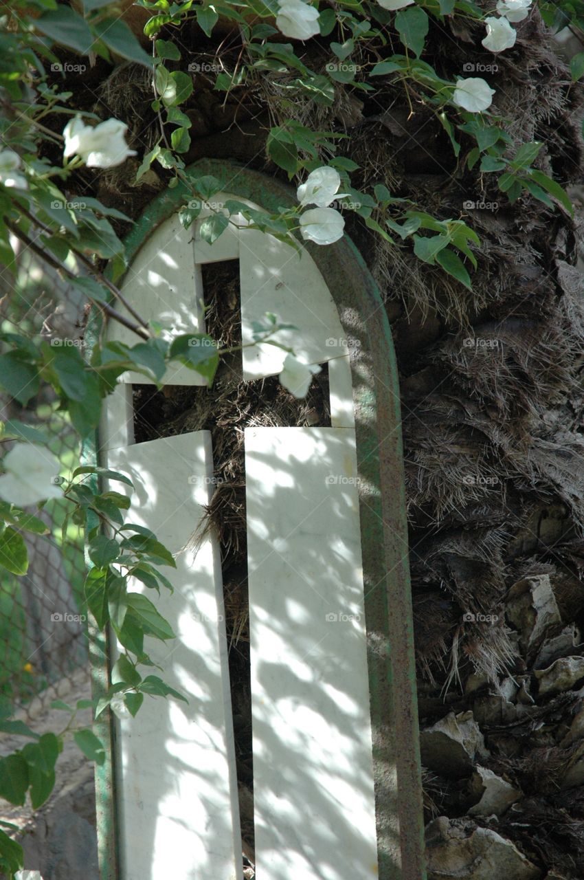 While visiting holy sites in Israel a friend and I started looking for and photographing crosses, which we then found everywhere. This one, I believe, must have been hung on or in a church at one time, but was now discarded against a fence at the far side of the yard, but I saw beauty in it as the vines grew up around it and it was leaning against the tree.