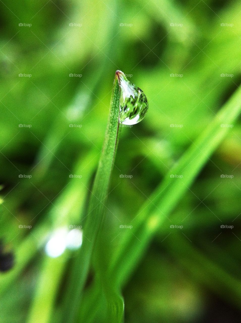 landscape green nature macro by miss_falcon