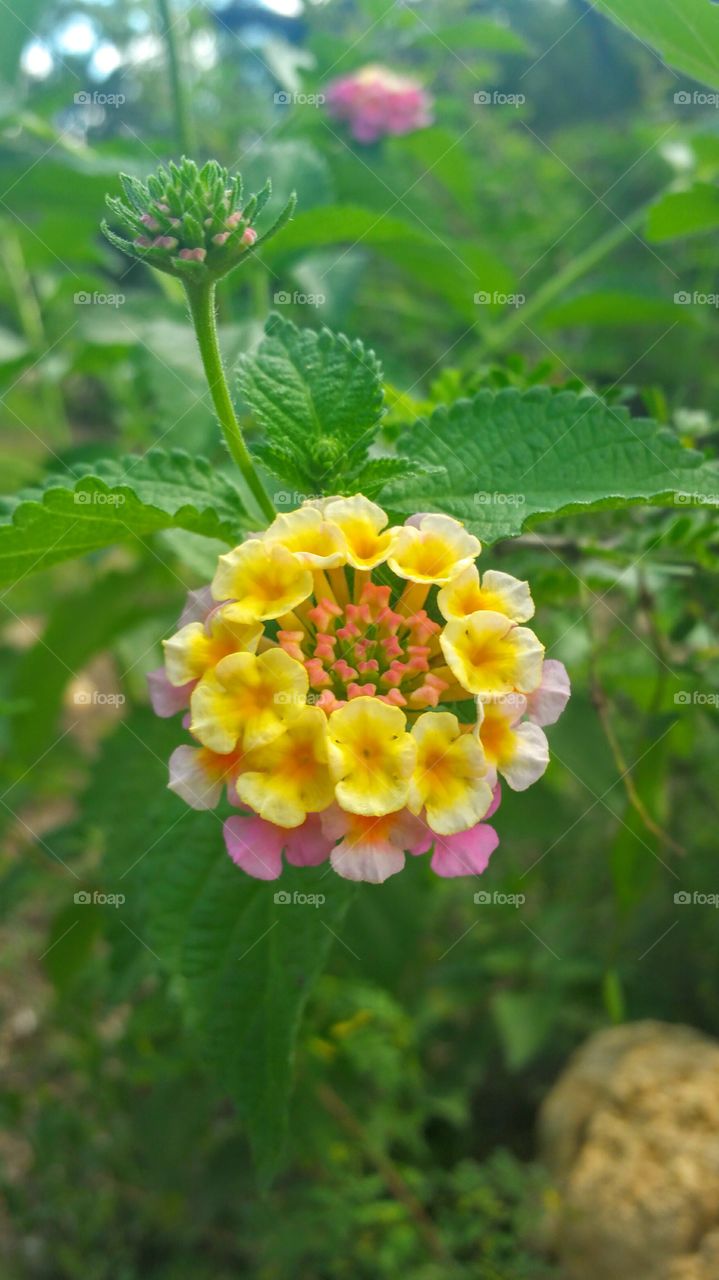 Pink and Yellow Wildflower 