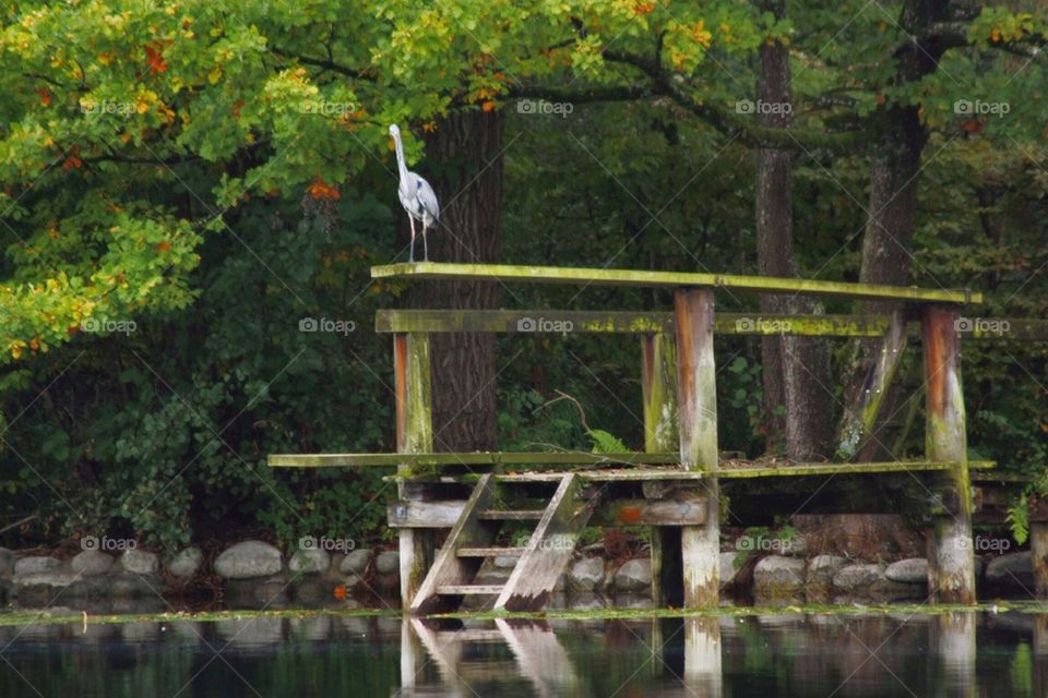 Grey heron in forest