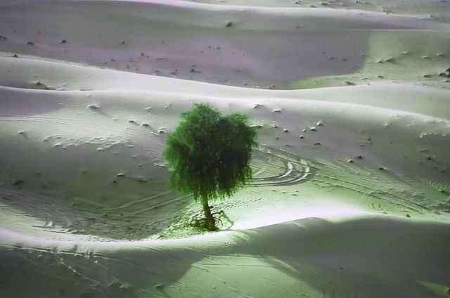 solitaria