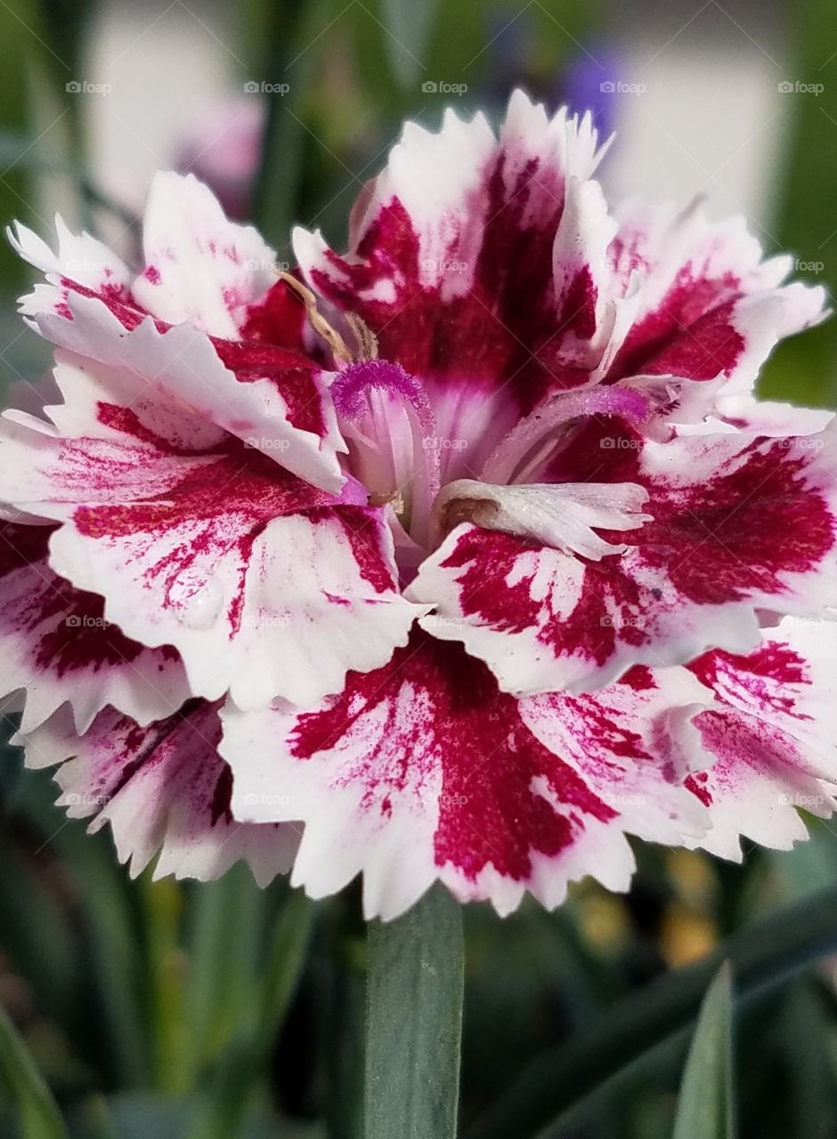 Pink and white carnation.