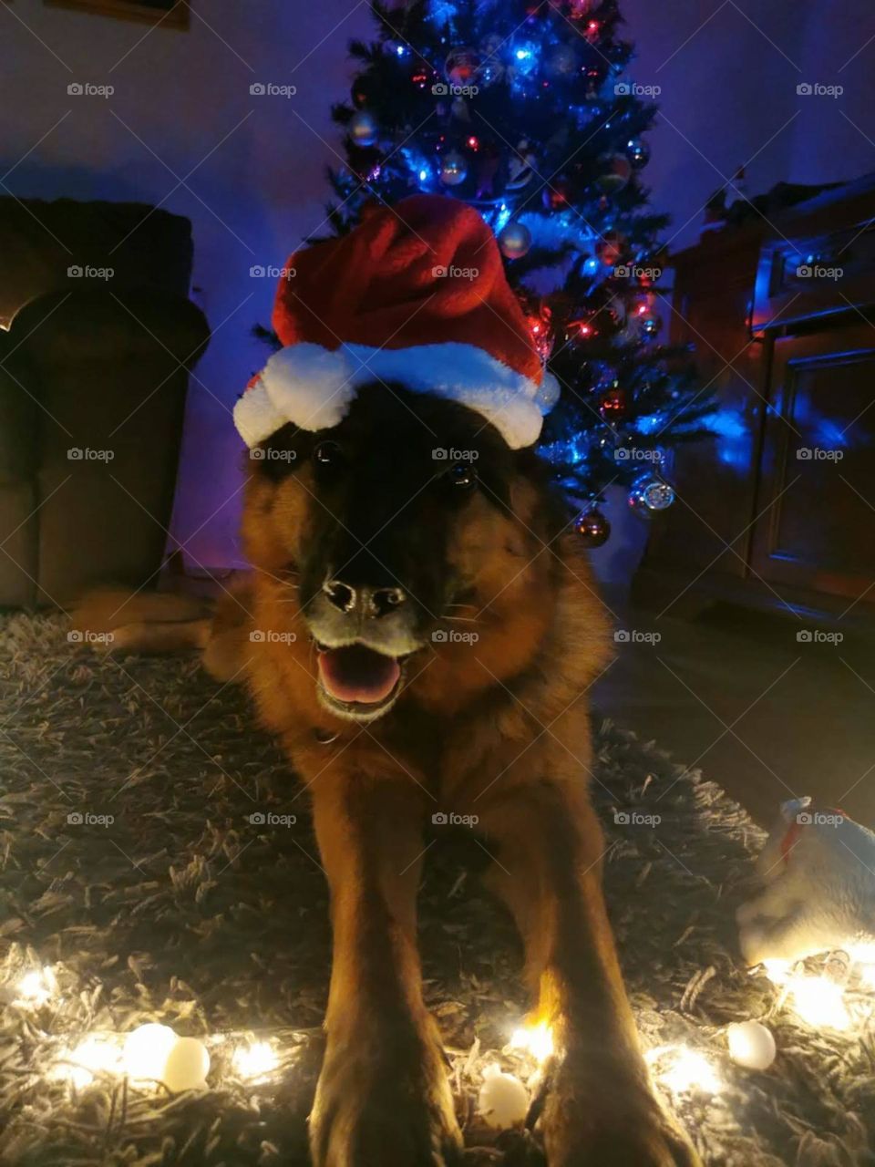 The cutest dog Santa Clause.