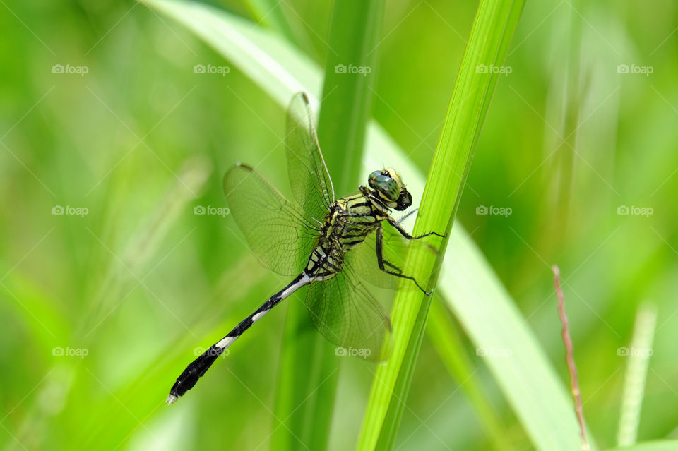 dragonfly lunch