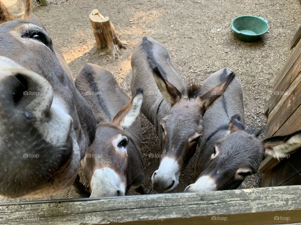 Waiting on treats 