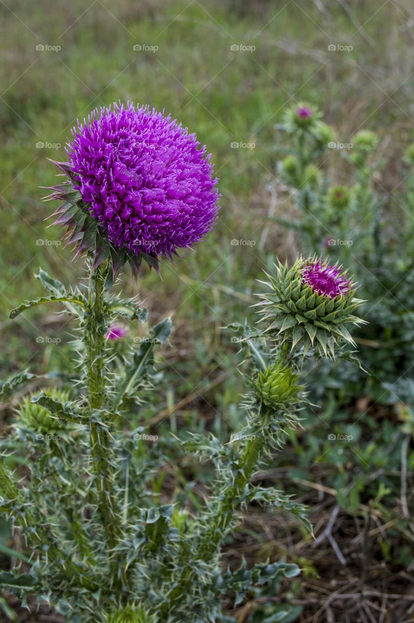 Thistle