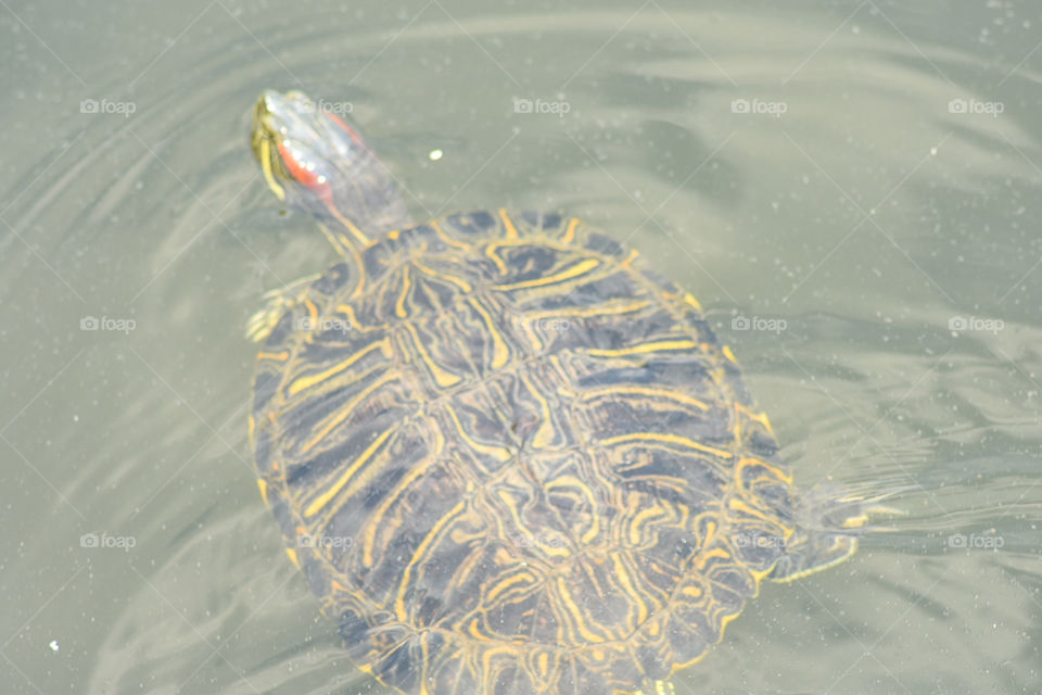 A swimming turtle 