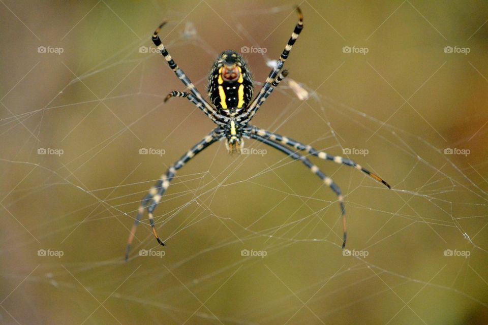 Orb Weaver Spider