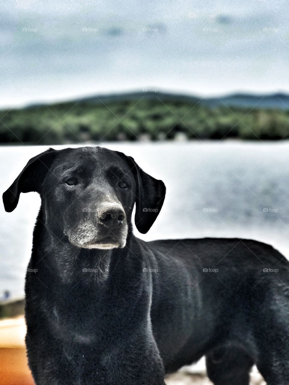 Black dog waiting for his owner at the beach   