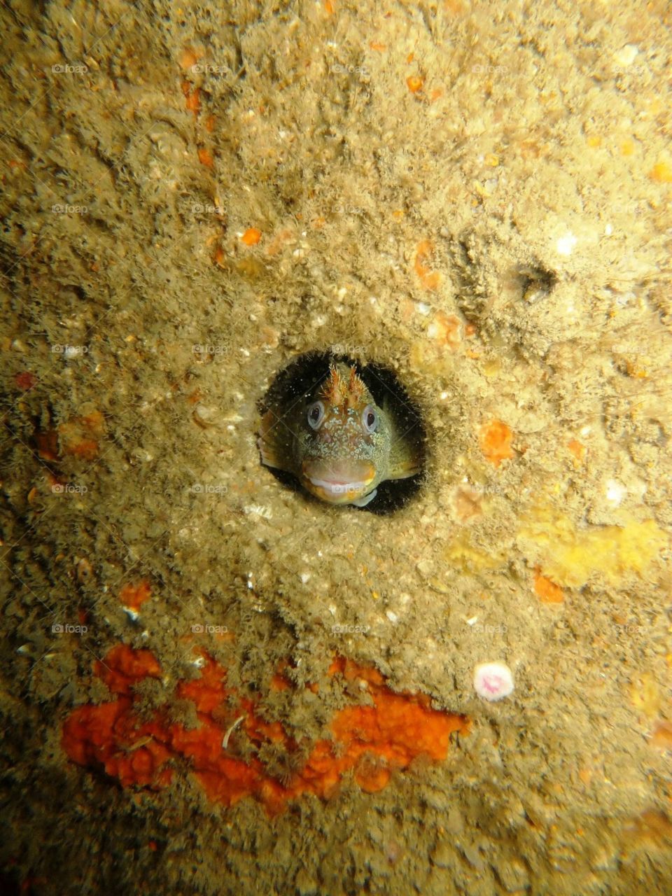 Tompot Blenny