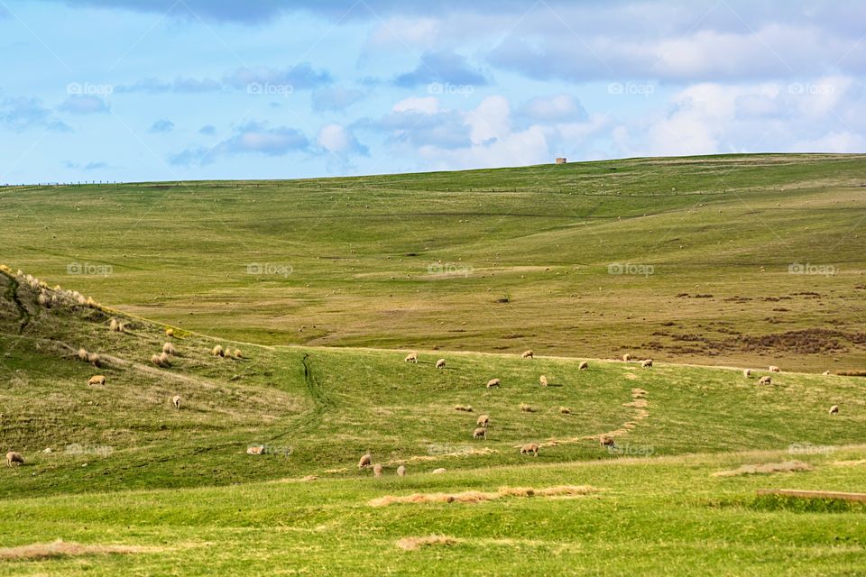 Sheep grazing