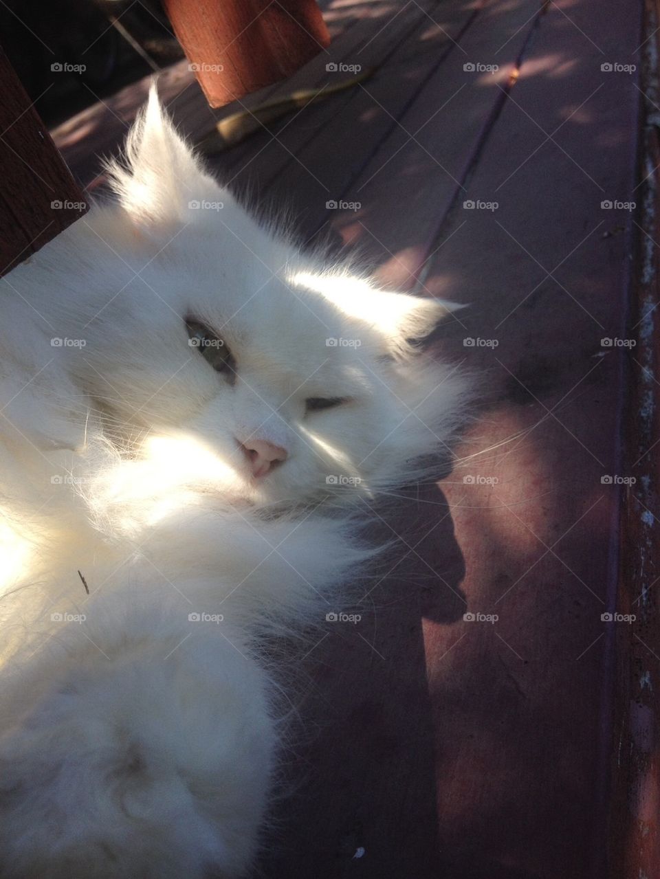 Persian White Cat Sleeping 