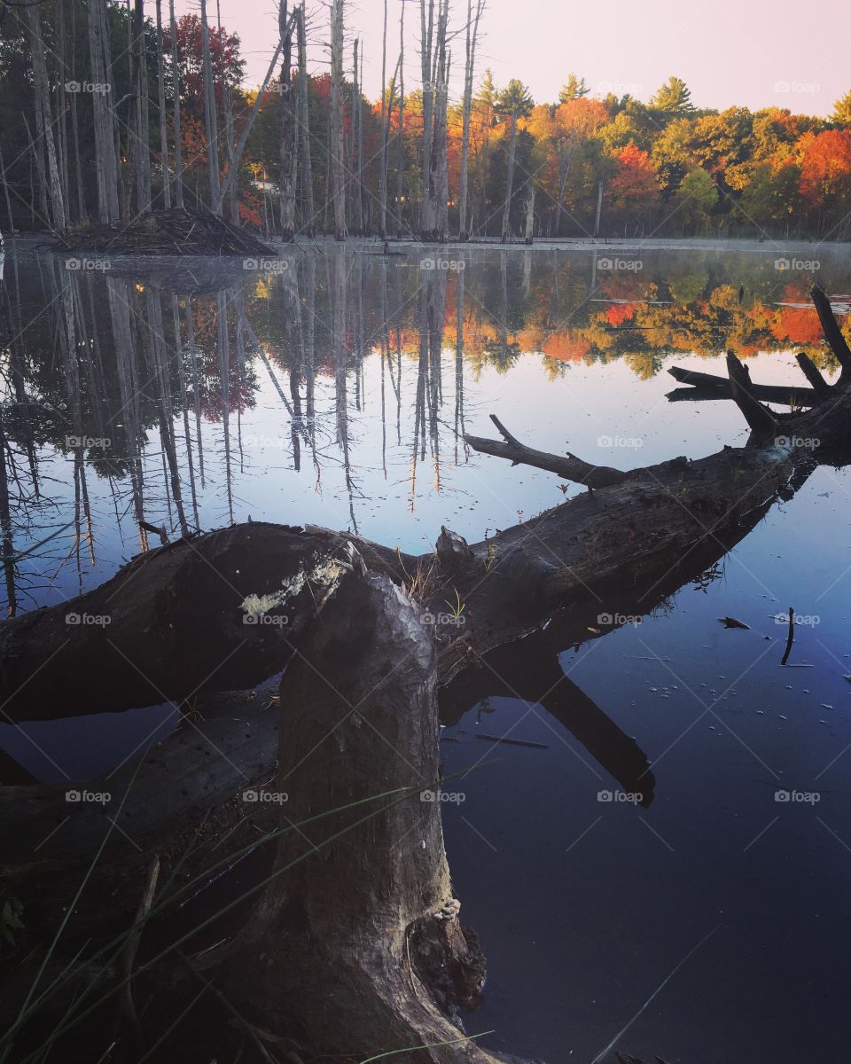 Beaver pond