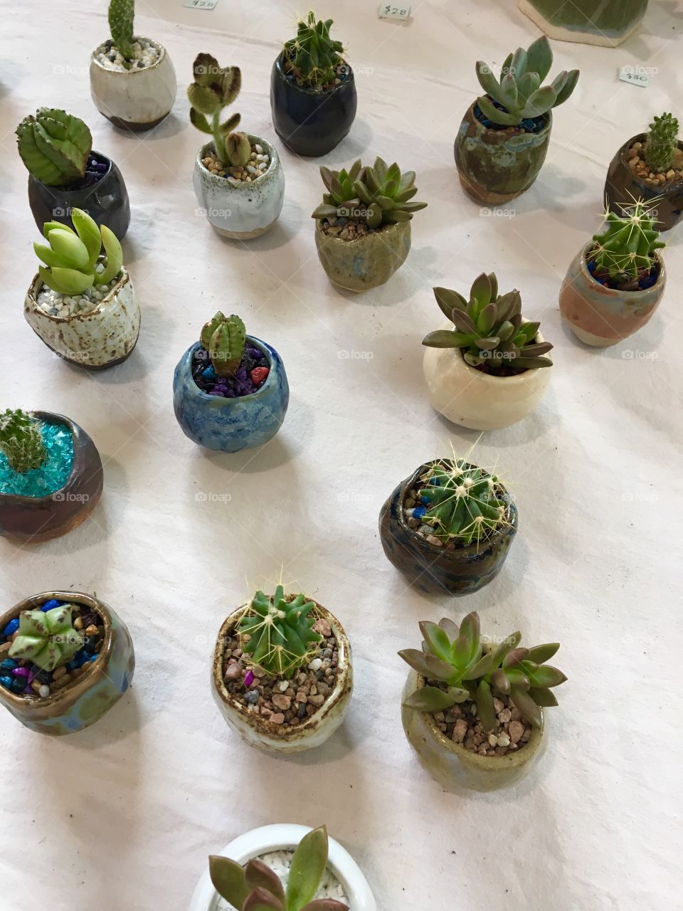 Succulents and cacti