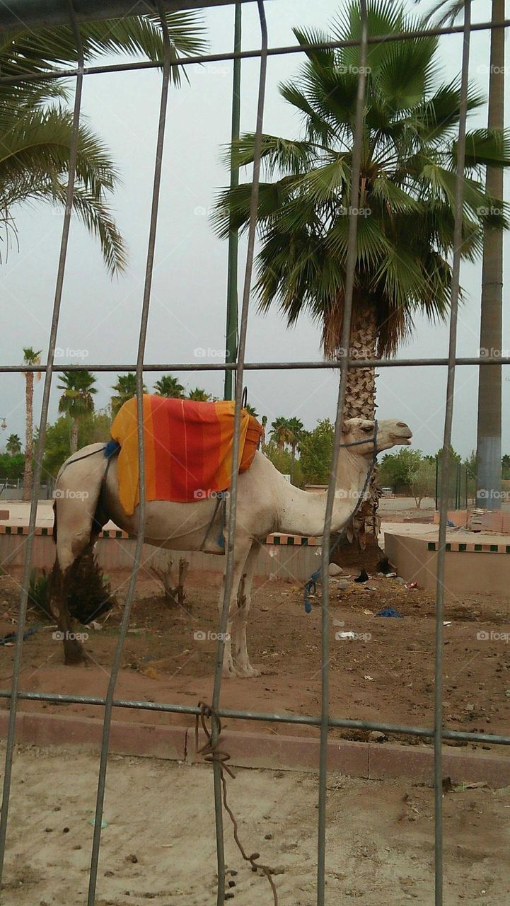 beautiful camel standing near a palm tree at marrakech city in Morocco.