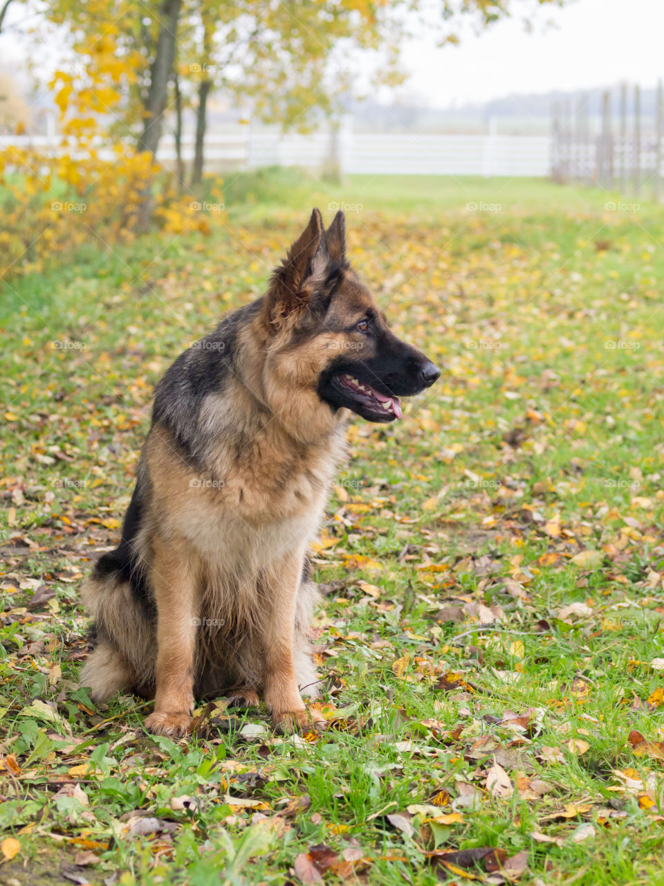 german sheppard dog