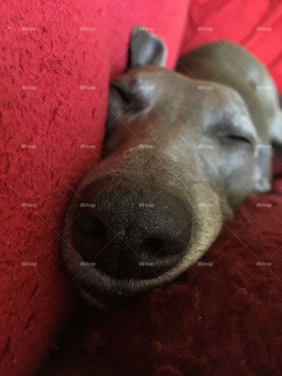 Libby the blue whippet dog asleep, with nose in close up view on red blanket 