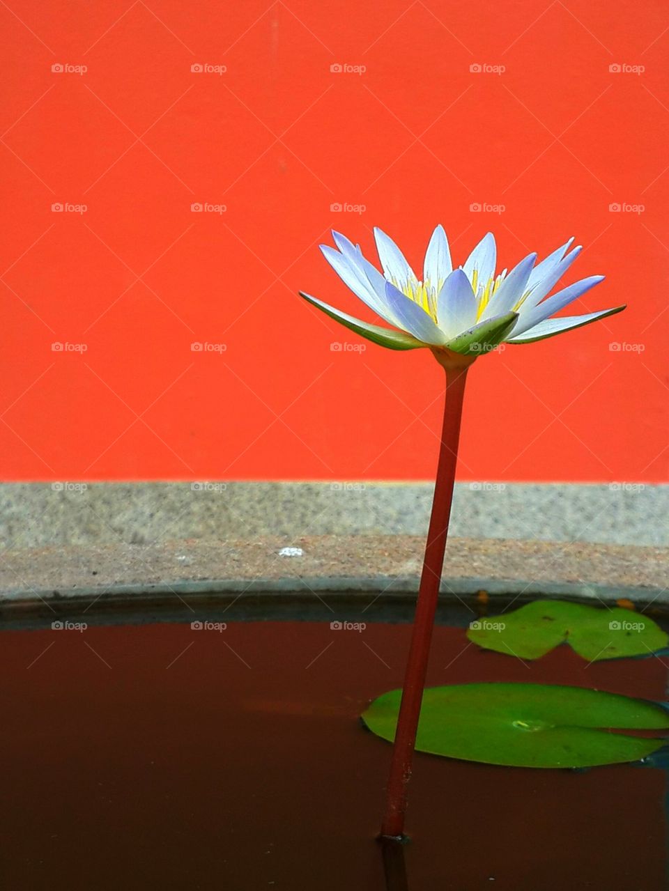 Lotus. Lotus