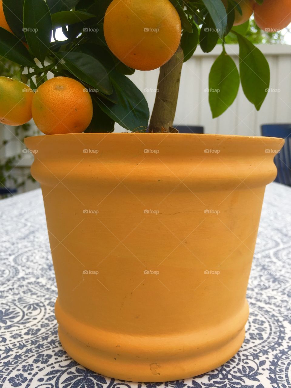 Orange pot