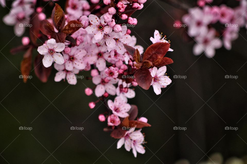 Flower, Branch, Flora, Tree, Cherry