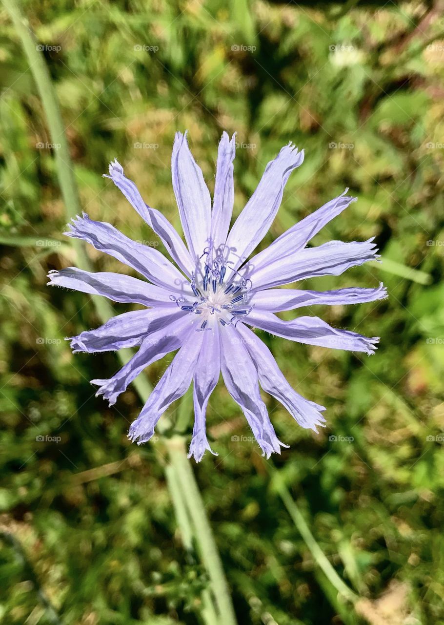 Blue chicory weed flower