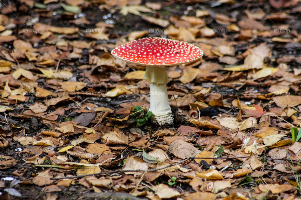 Red toadstool 