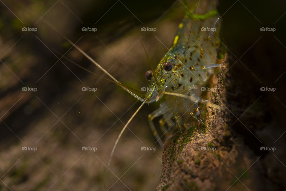 Close-up of an Amano Shrimp