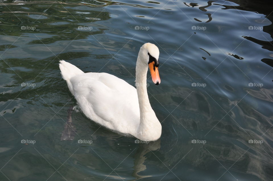 swan