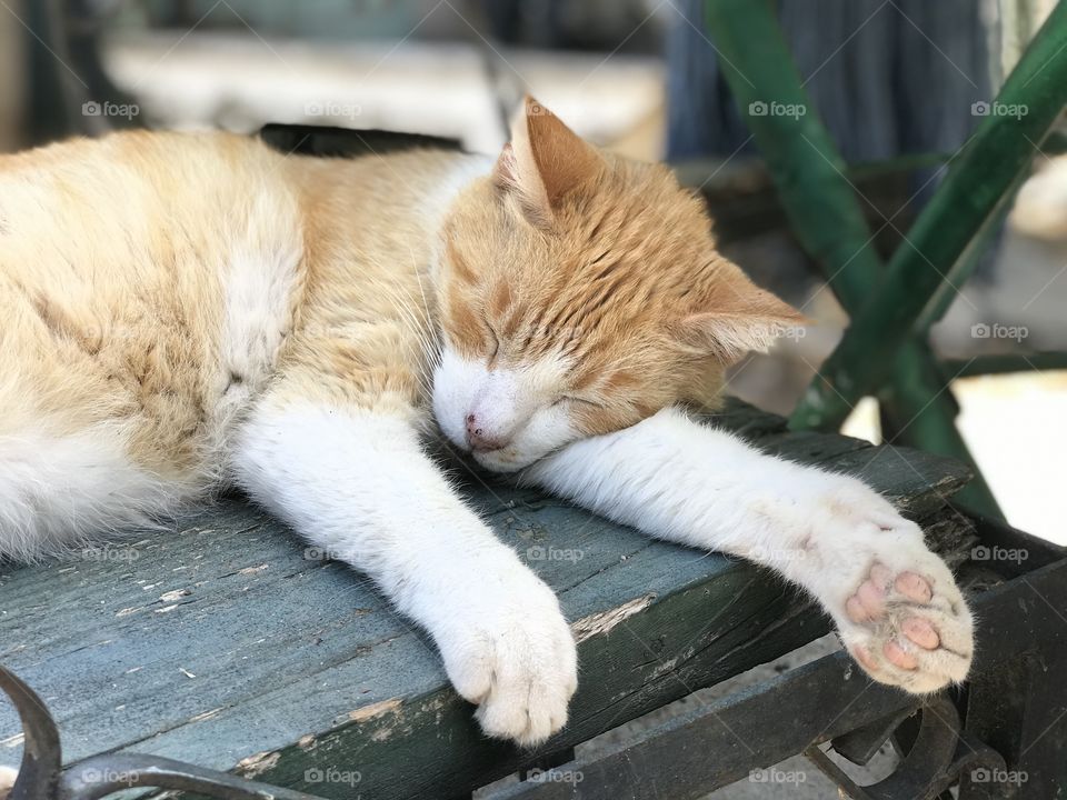 Sleeping cat at the backyard 