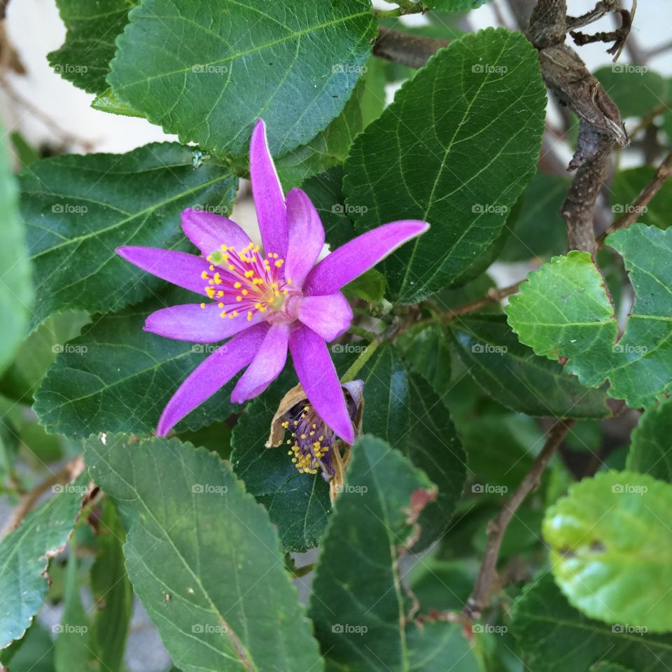 Purple flower
