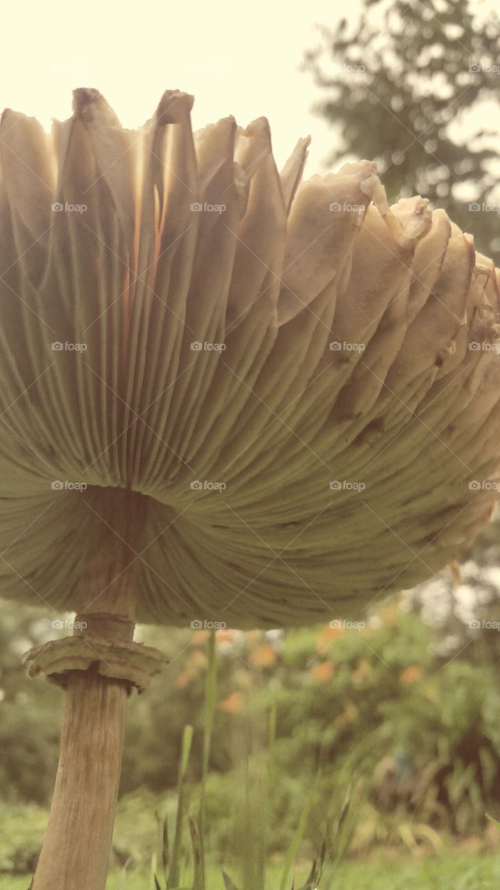 Mega Mushroom . Taken in Arkansas