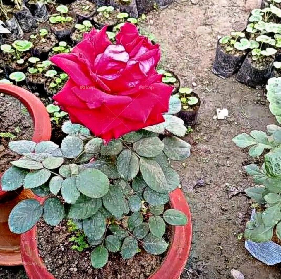 most beautiful and attractive flowers.