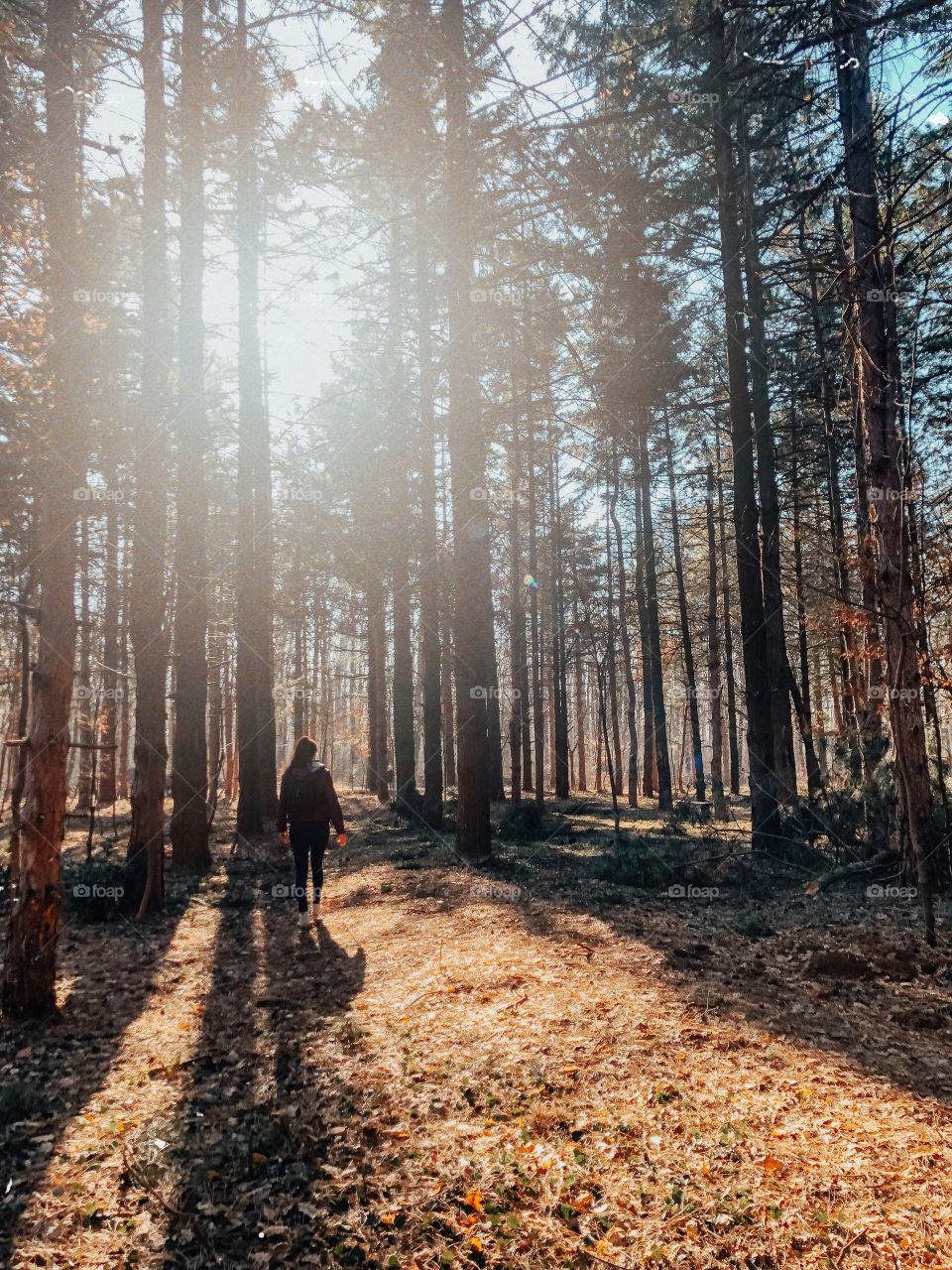 Forest trails