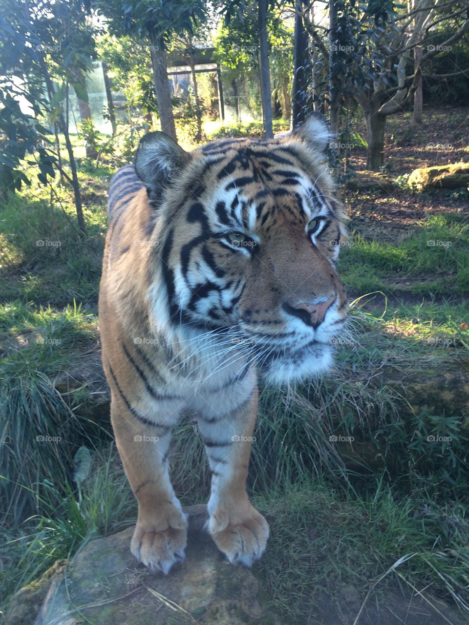 Tiger at zoo, London