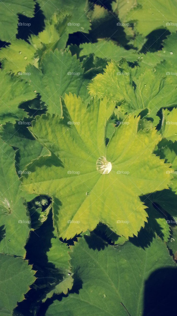 leaf heart 