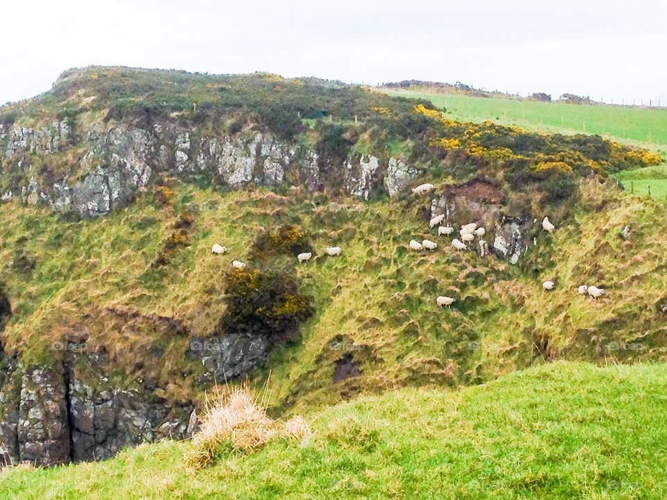 Sheep on cliff